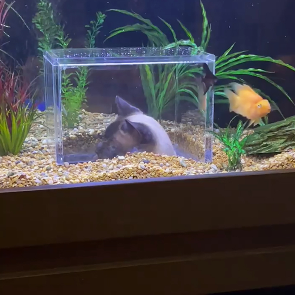 Custom-made aquarium