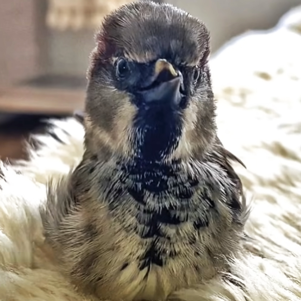 Rescued sparrow