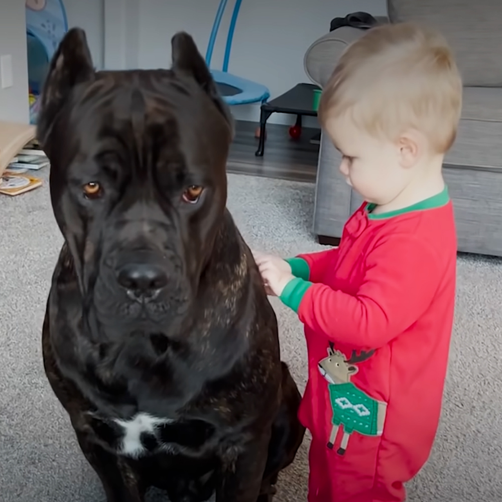 Baby and giant dog