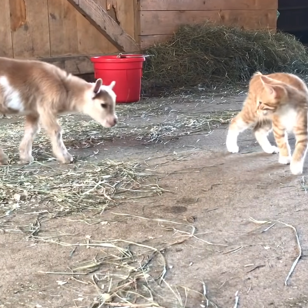 Goat and kitten