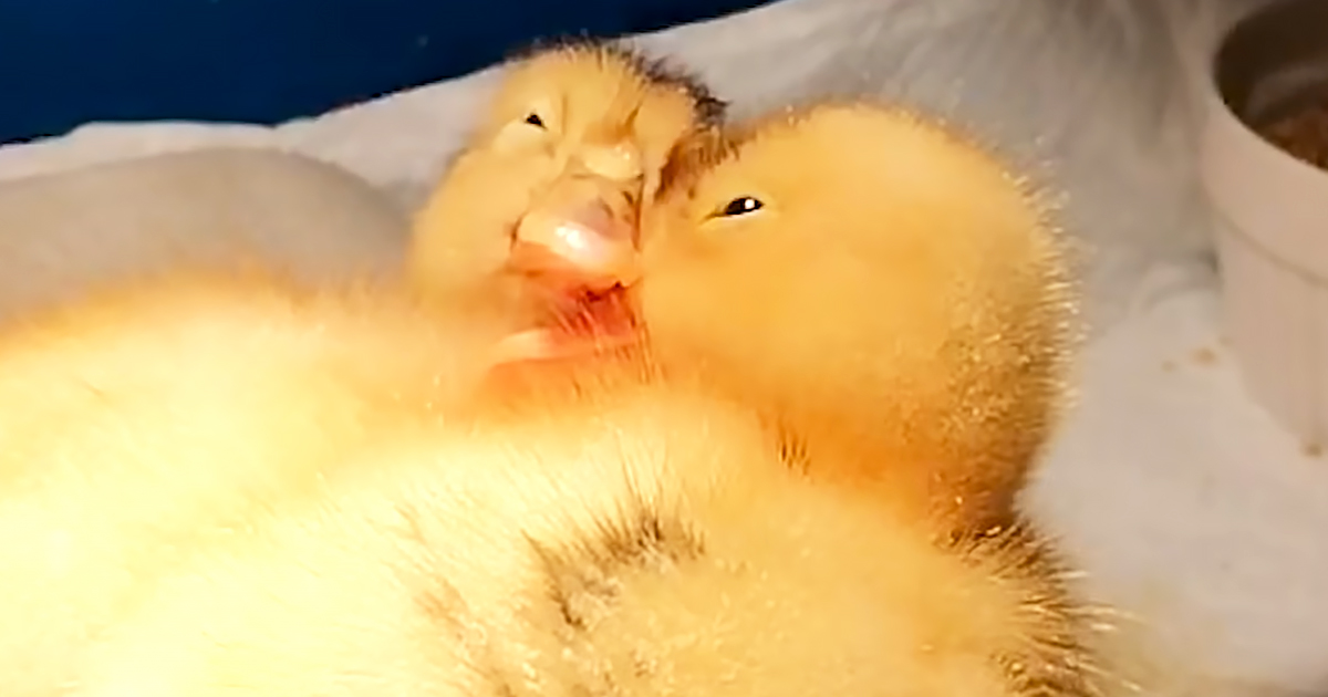 Yellow baby ducks