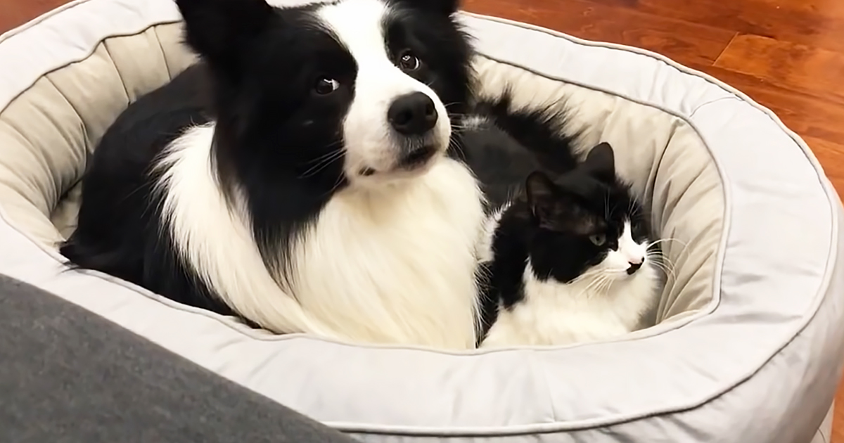 Cat and Border Collie