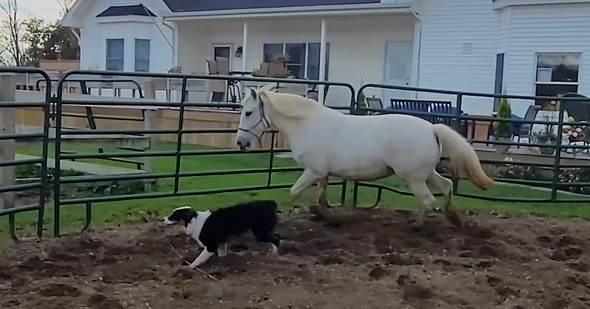 Puppy and horse