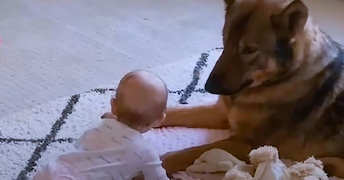 Police dog and his adorable baby sister