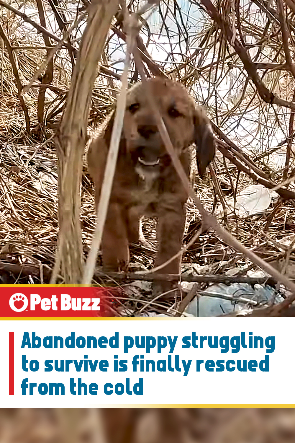 Abandoned puppy struggling to survive is finally rescued from the cold