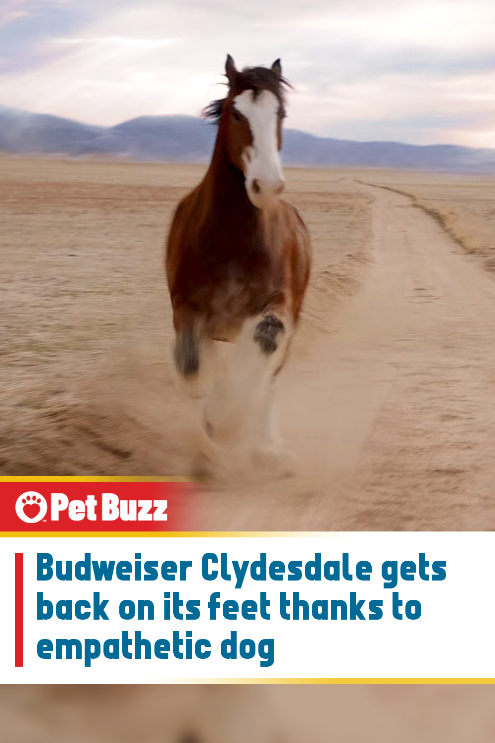 Budweiser Clydesdale gets back on its feet thanks to empathetic dog