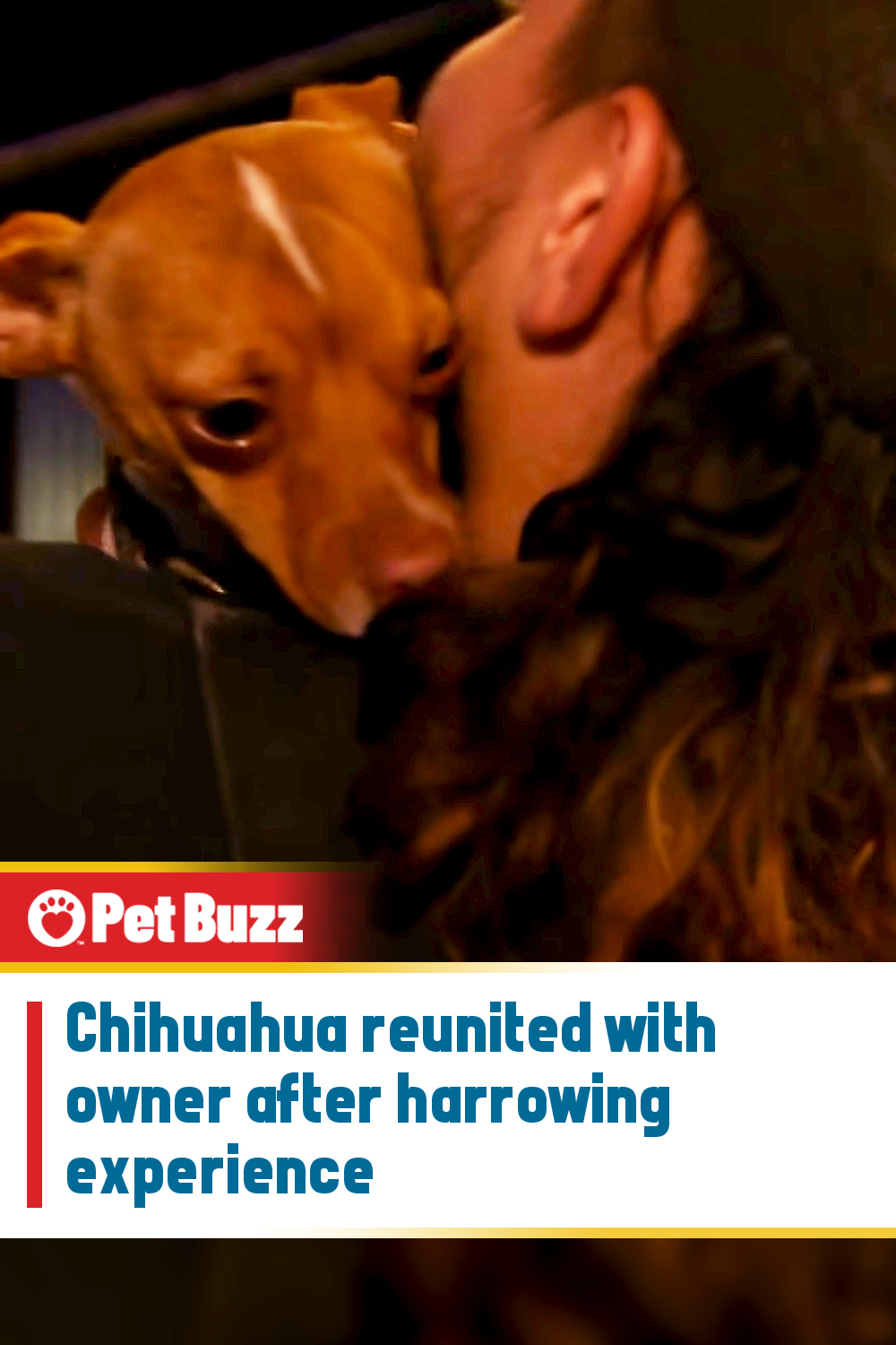 Chihuahua reunited with owner after harrowing experience