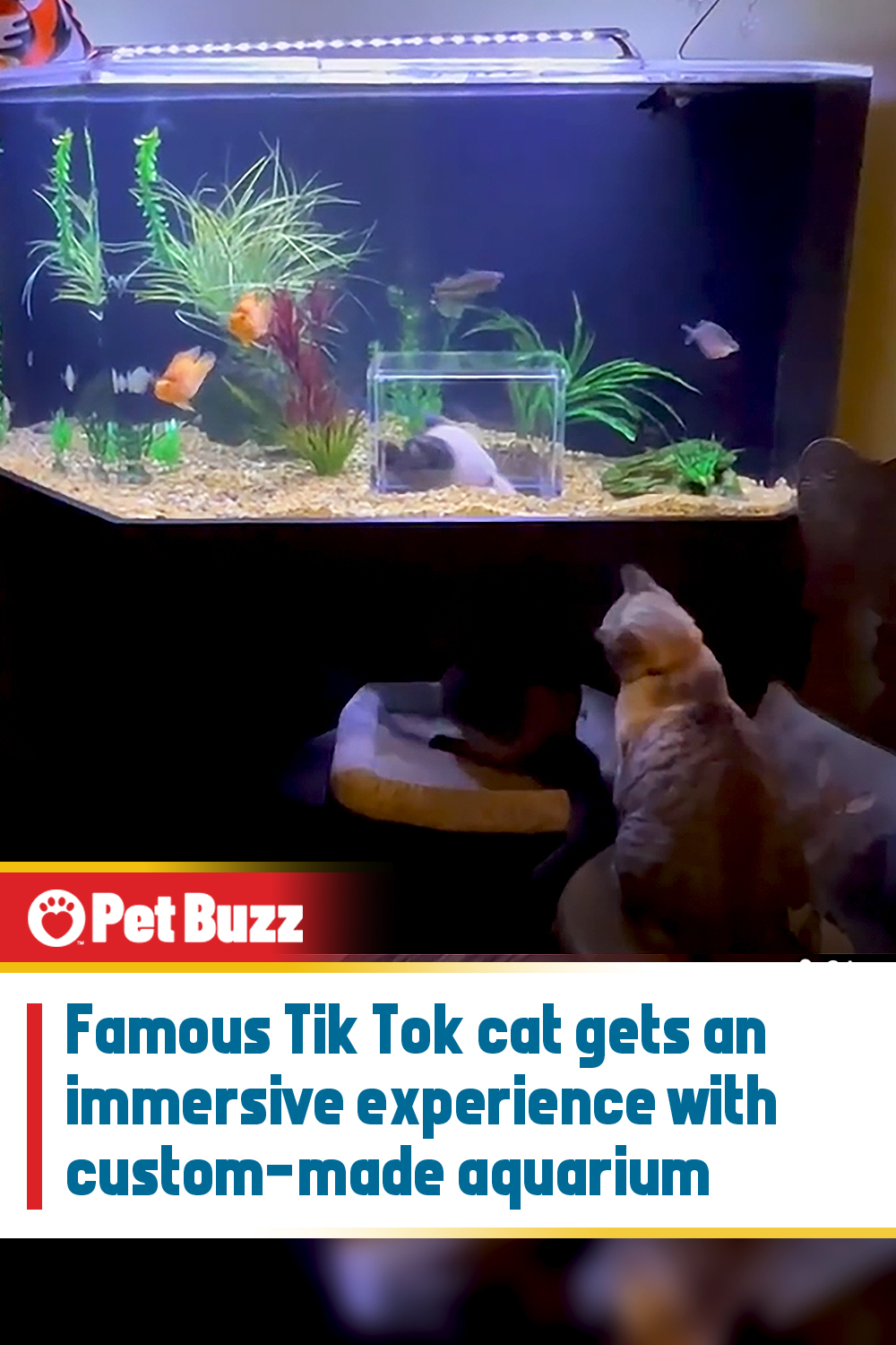 Famous Tik Tok cat gets an immersive experience with custom-made aquarium