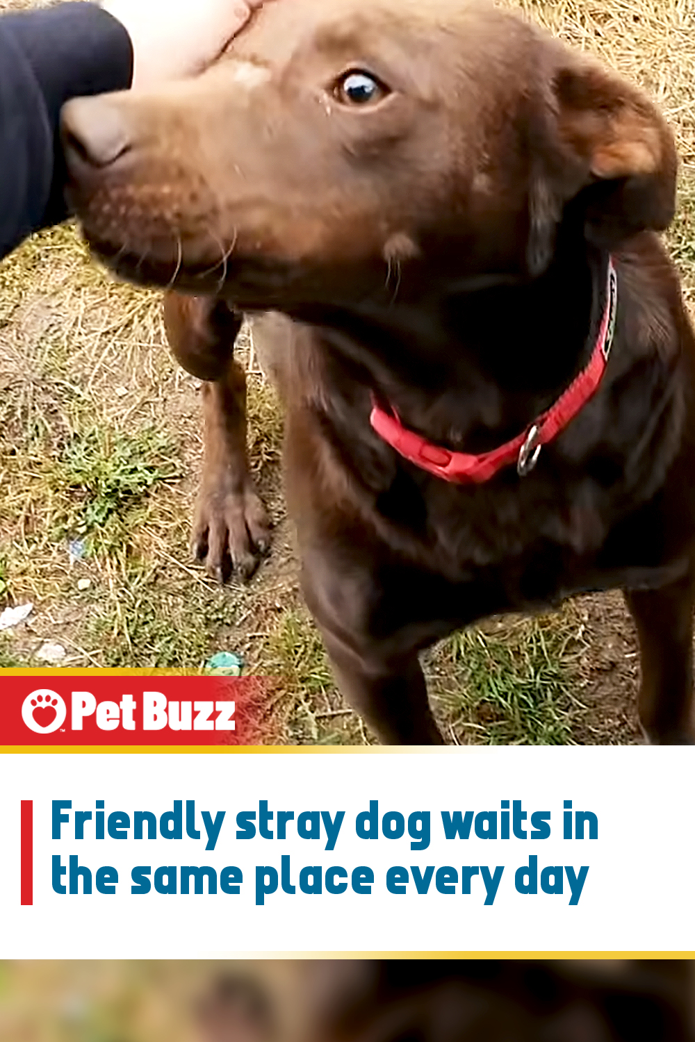 Friendly stray dog waits in the same place every day