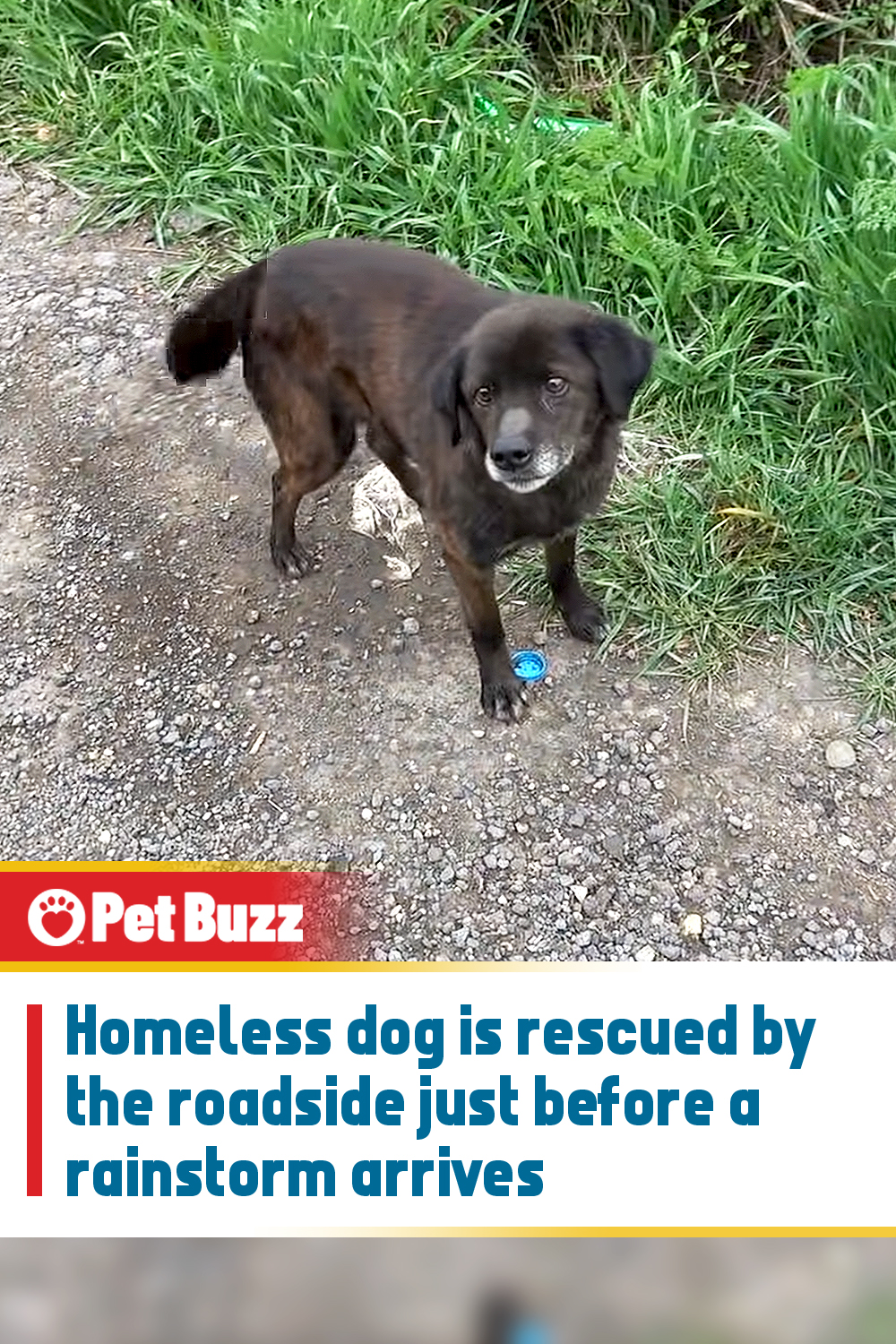 Homeless dog is rescued by the roadside just before a rainstorm arrives