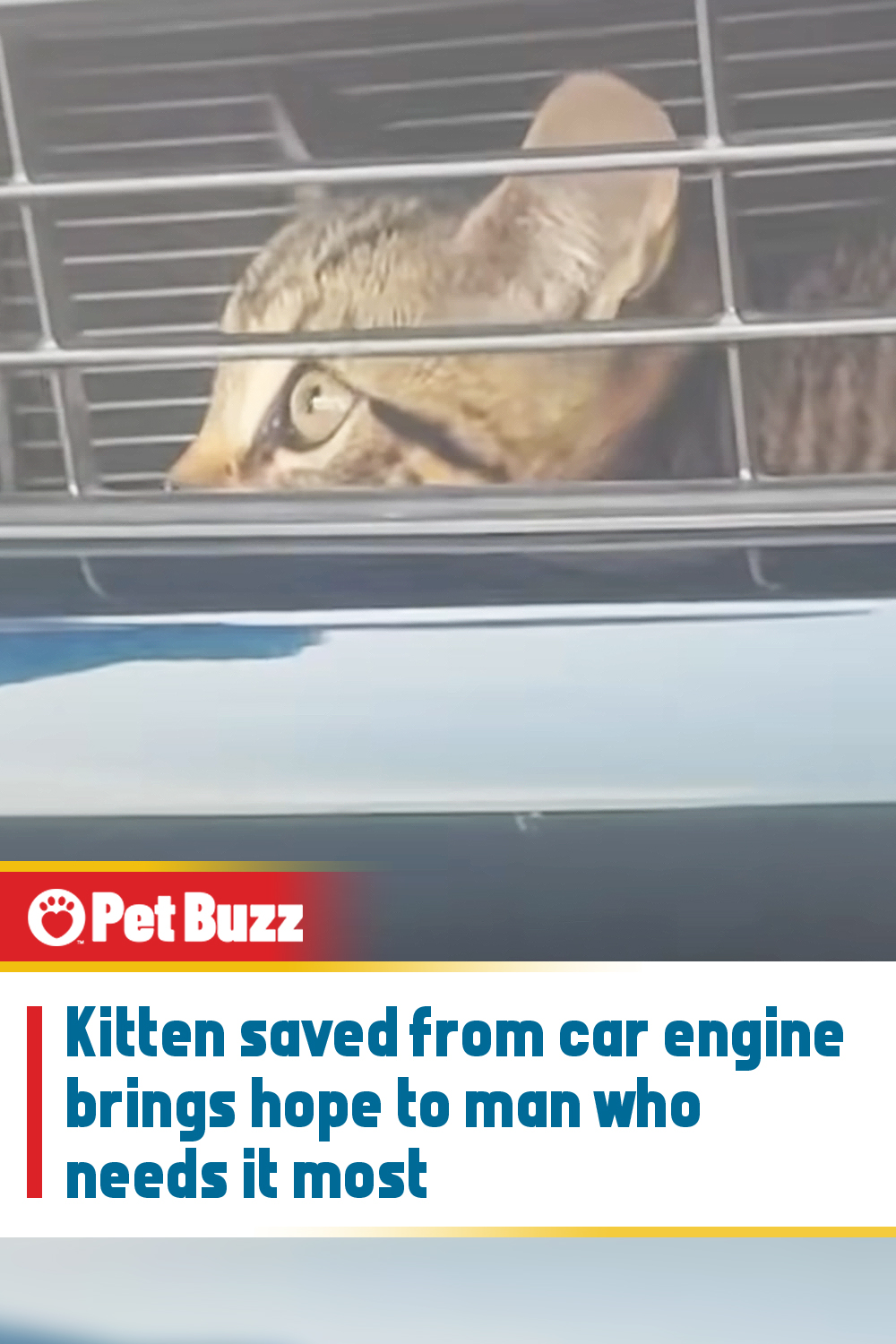 Kitten saved from car engine brings hope to man who needs it most