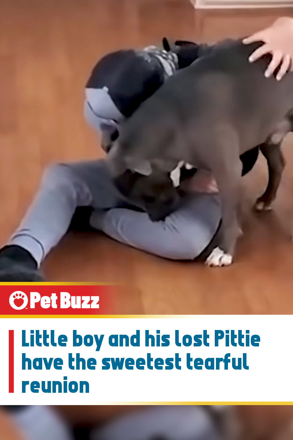 Little boy and his lost Pittie have the sweetest tearful reunion
