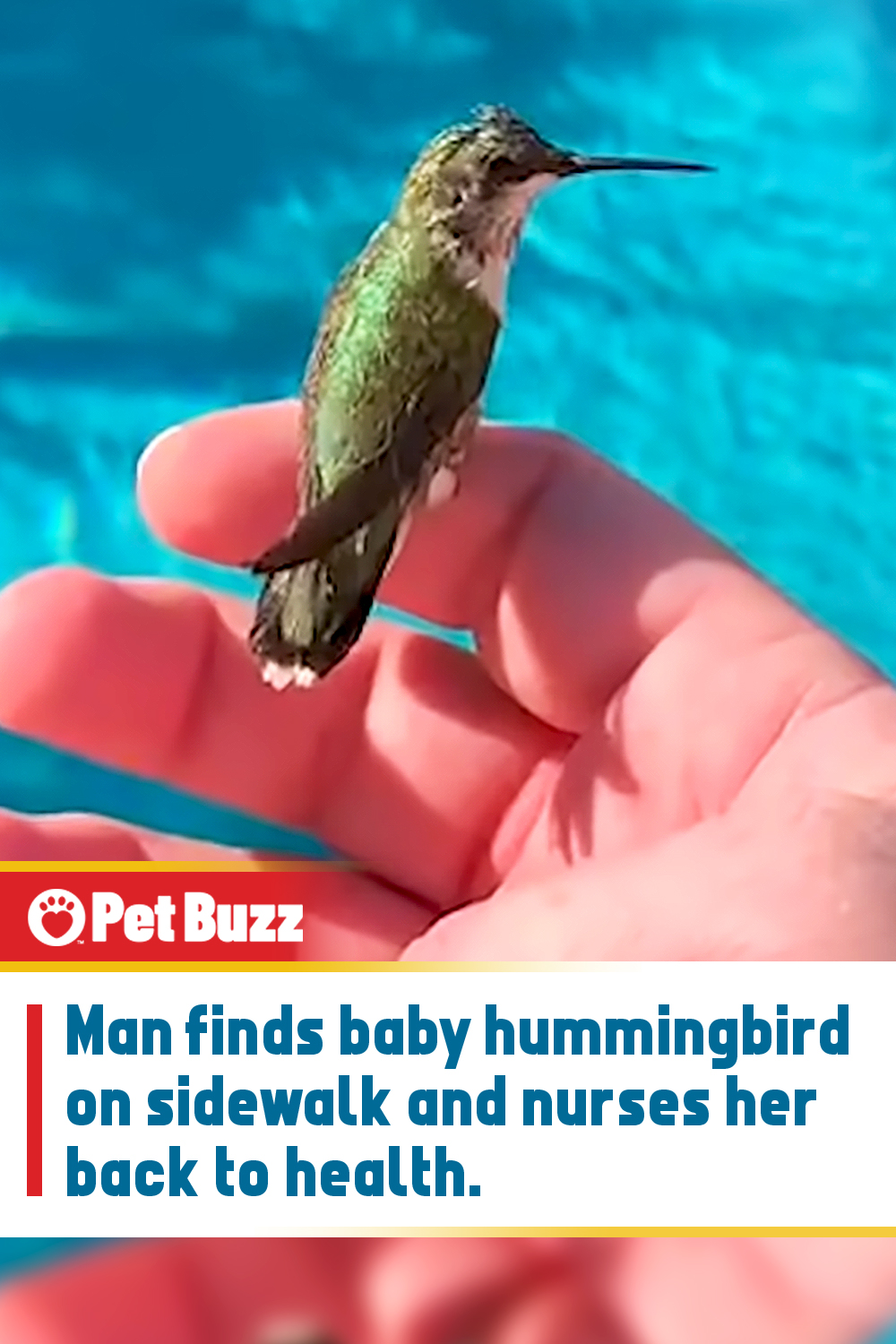 Man finds baby hummingbird on sidewalk and nurses her back to health.