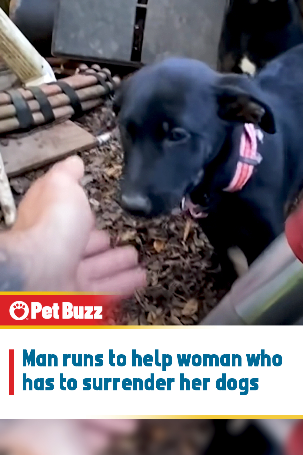 Man runs to help woman who has to surrender her dogs