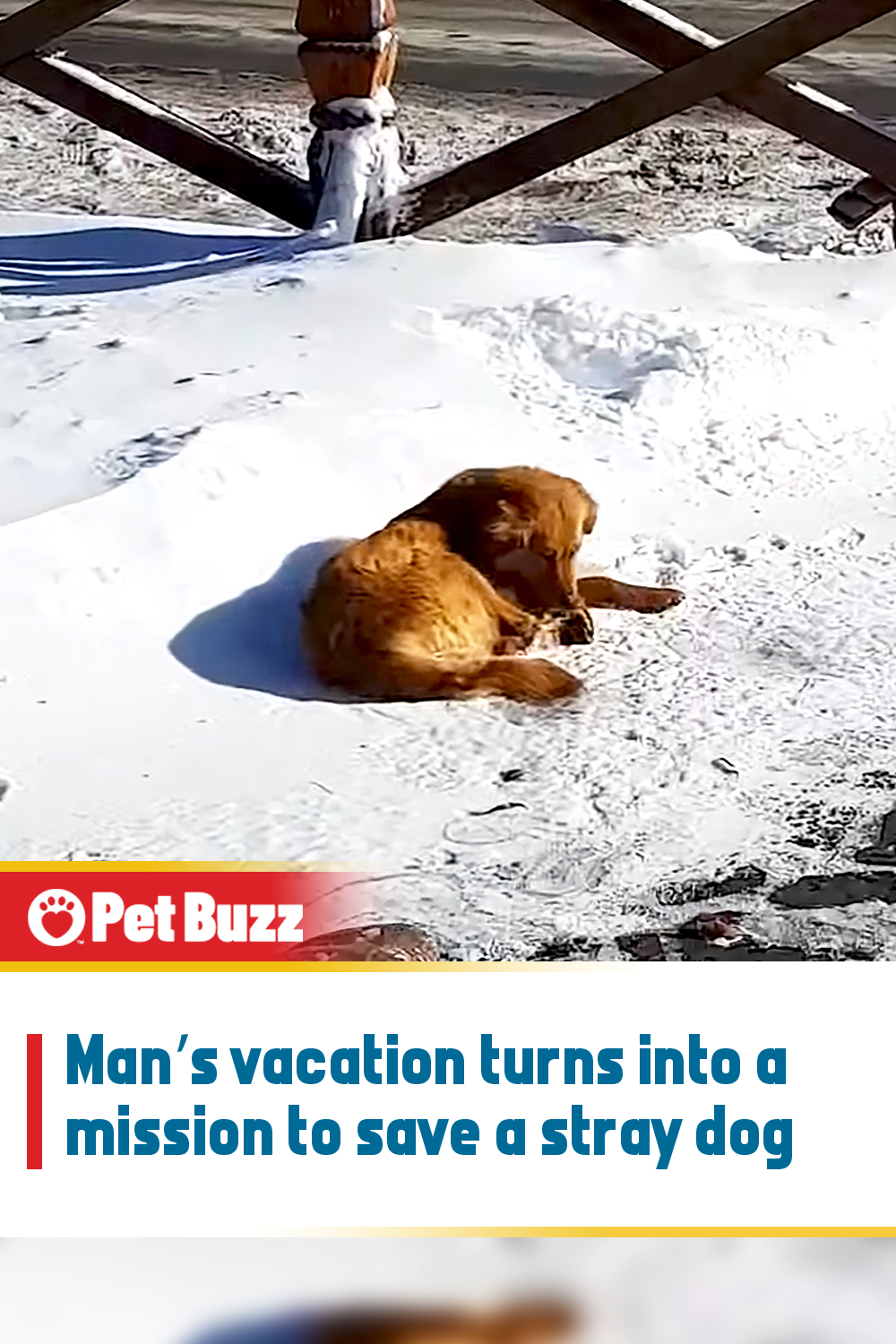 Man’s vacation turns into a mission to save a stray dog