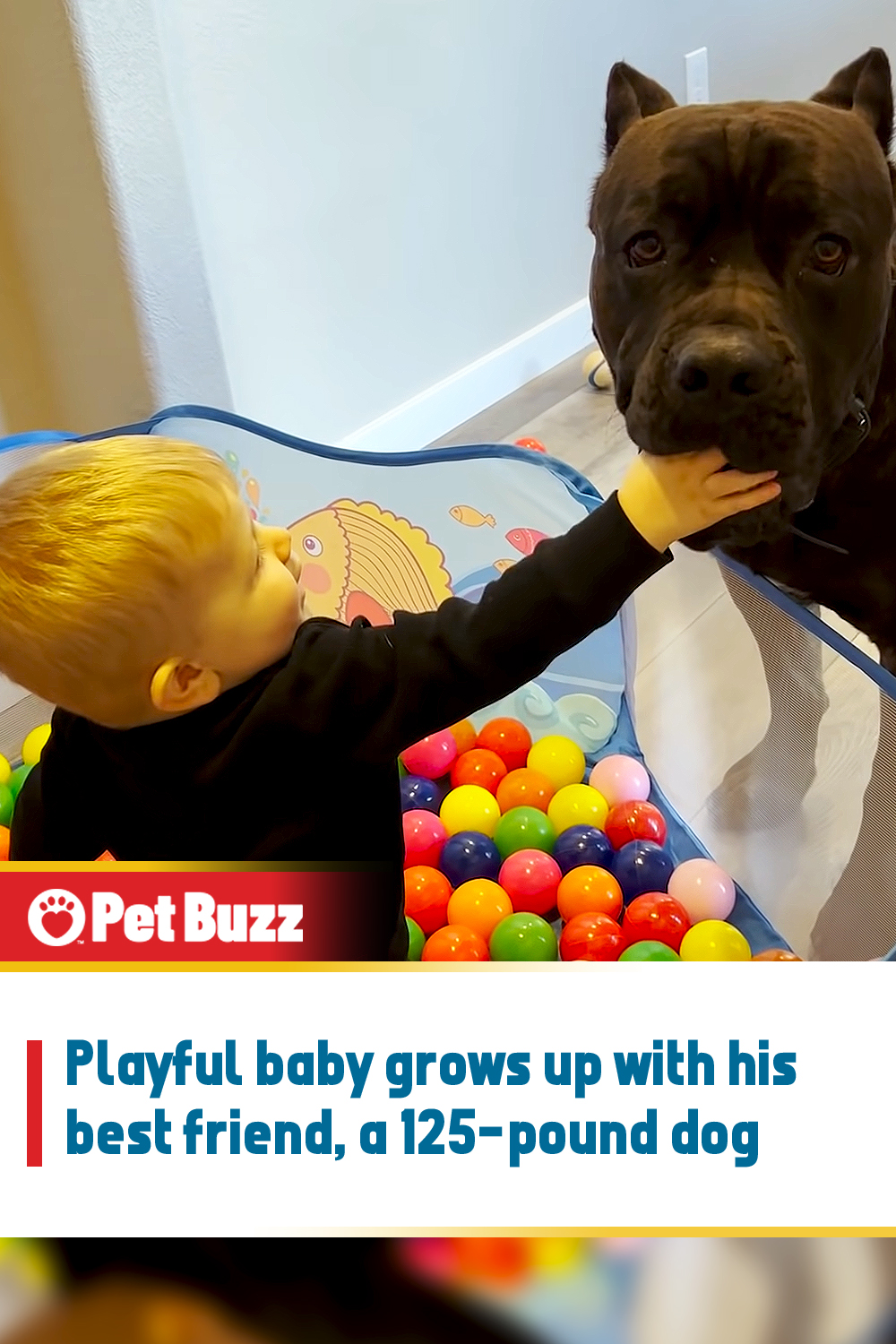 Playful baby grows up with his best friend, a 125-pound dog