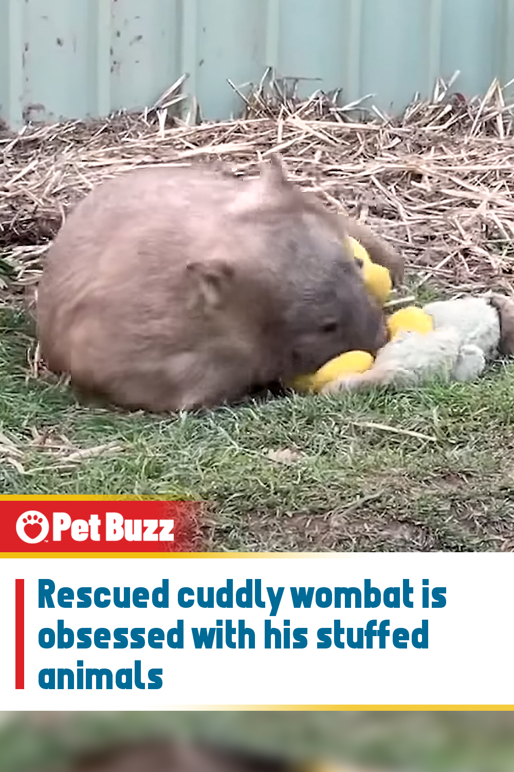 Rescued cuddly wombat is obsessed with his stuffed animals