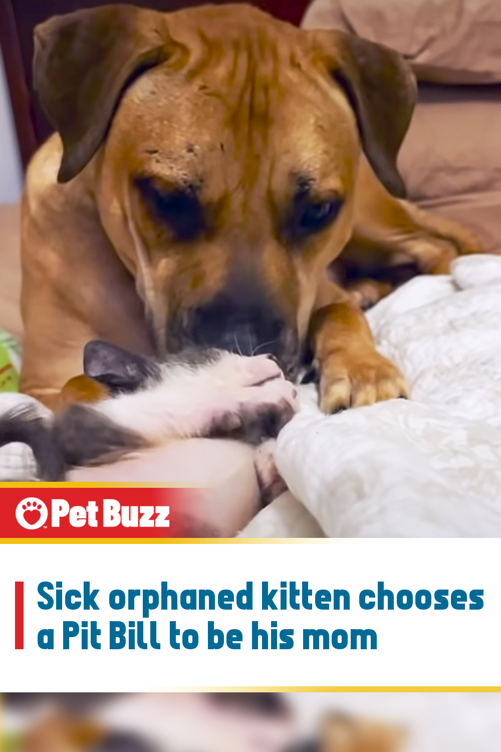 Sick orphaned kitten chooses a Pit Bill to be his mom