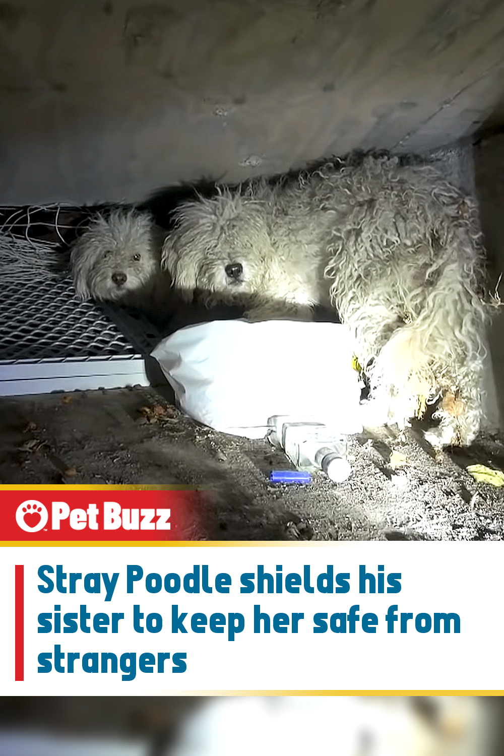 Stray Poodle shields his sister to keep her safe from strangers