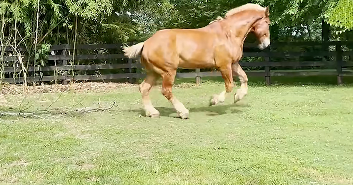 Giant senior horse