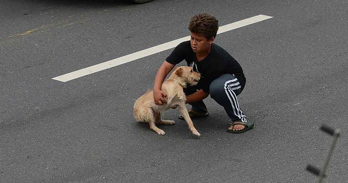 Dog hit by a car is saved by an 11-year-old hero