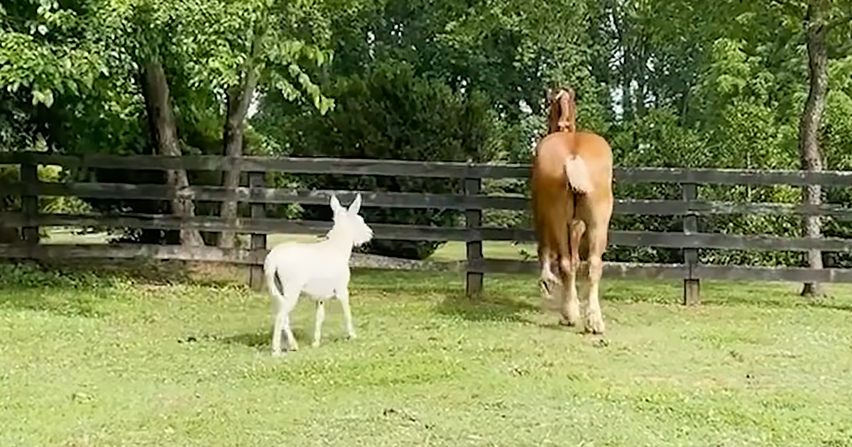 Giant senior horse and donkey