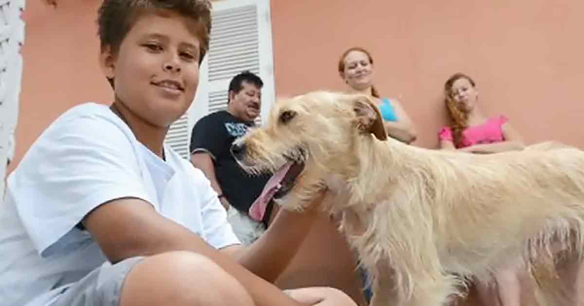Dog hit by a car is saved by an 11-year-old hero