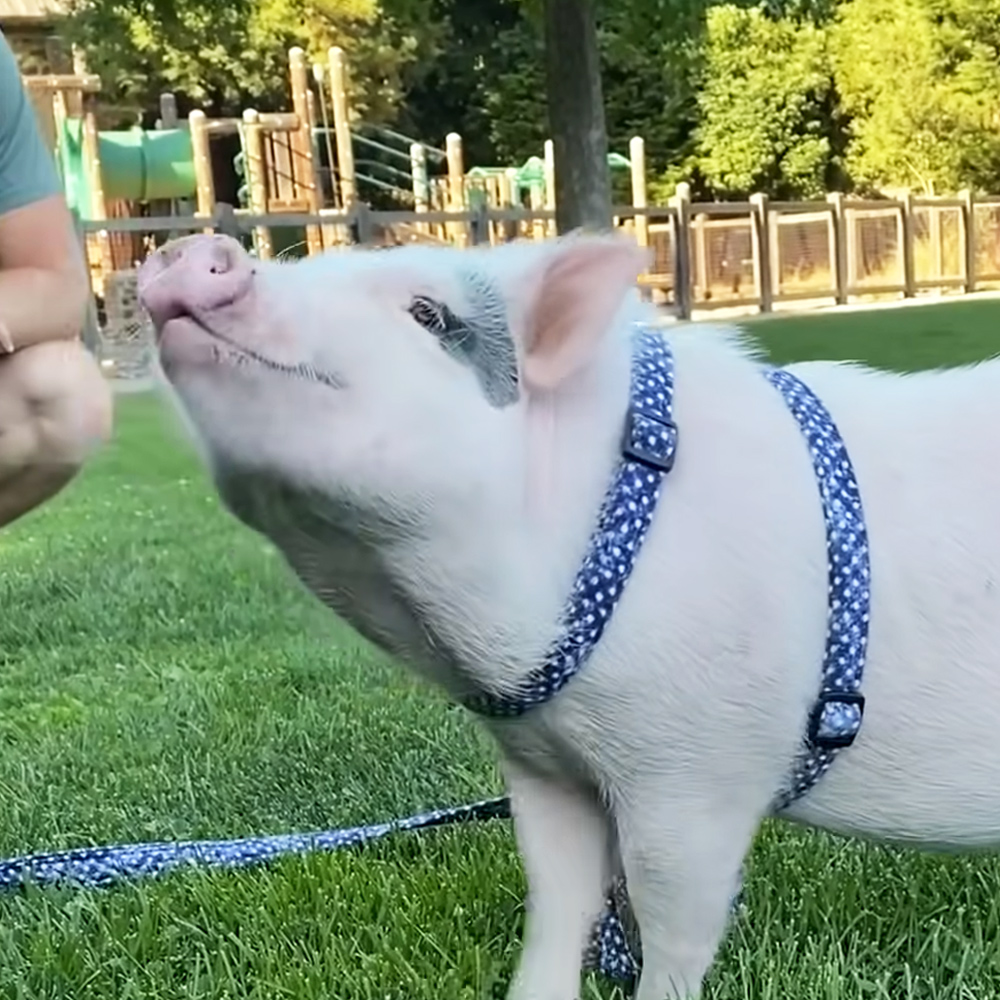 Adorable piglet