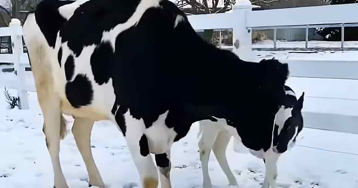 Mama cow reunites with her baby