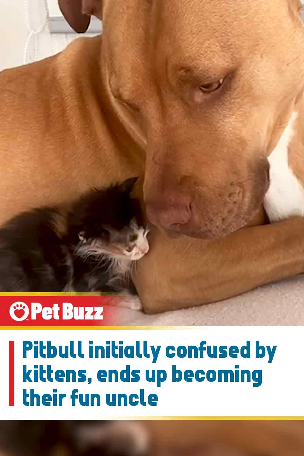 Pitbull initially confused by kittens, ends up becoming their fun uncle