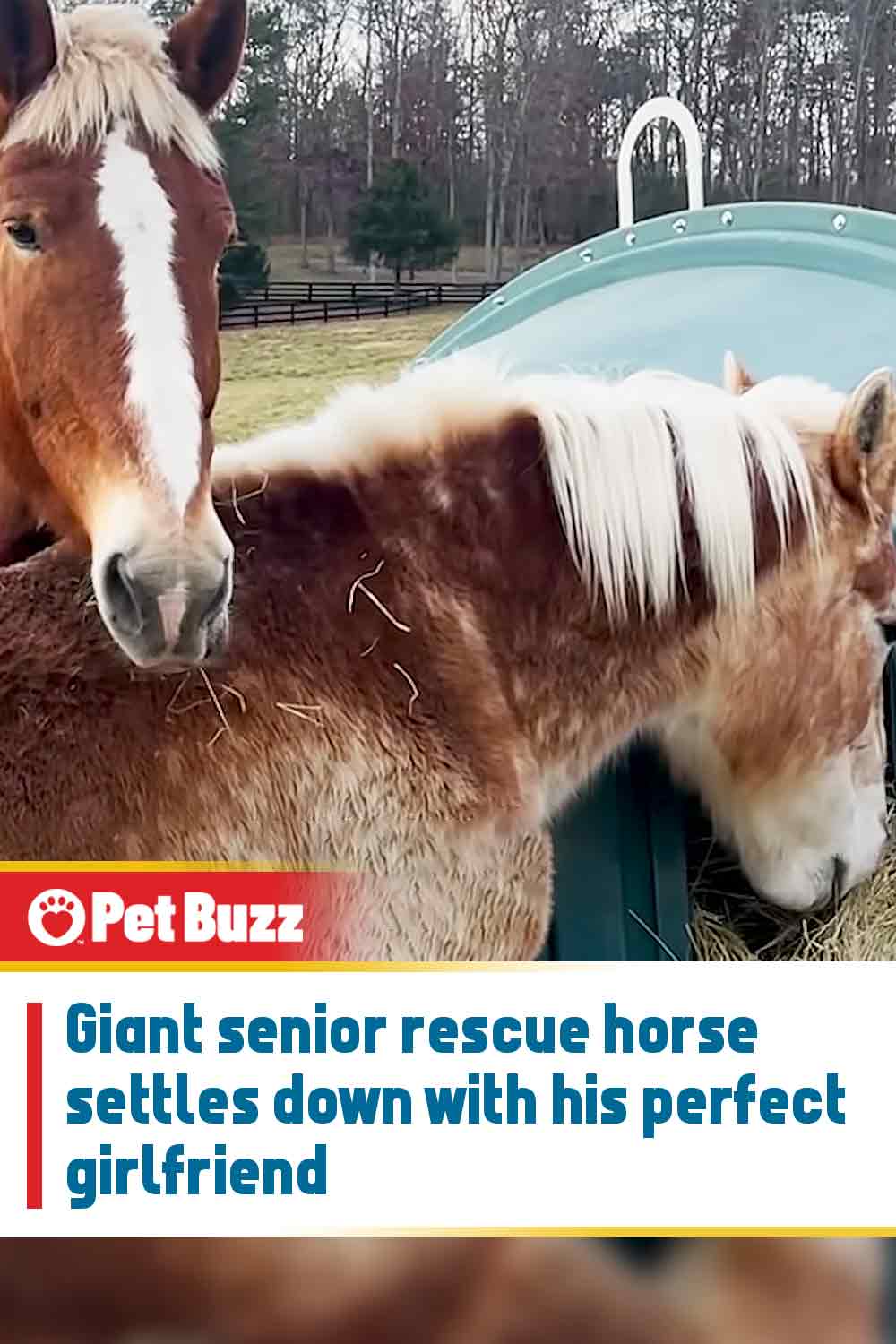Giant senior rescue horse settles down with his perfect girlfriend