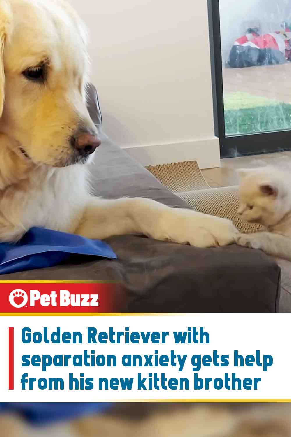 Golden Retriever with separation anxiety gets help from his new kitten brother