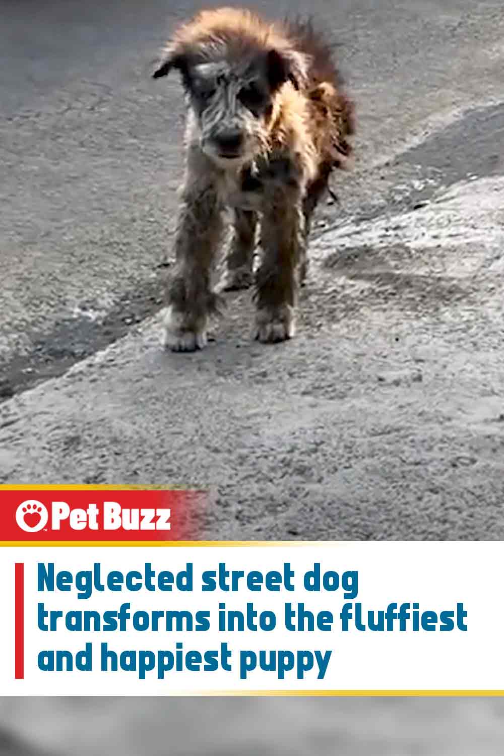 Neglected street dog transforms into the fluffiest and happiest puppy
