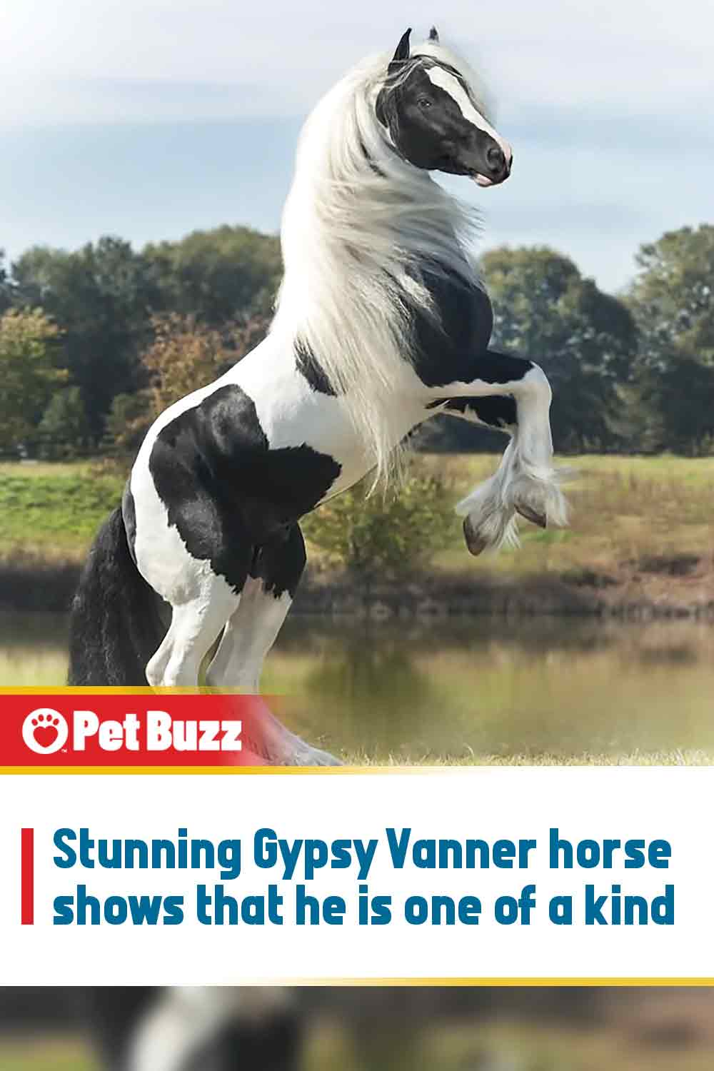 Stunning Gypsy Vanner horse shows that he is one of a kind
