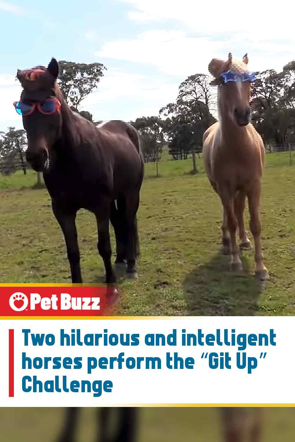 Two hilarious and intelligent horses perform the “Git Up” Challenge