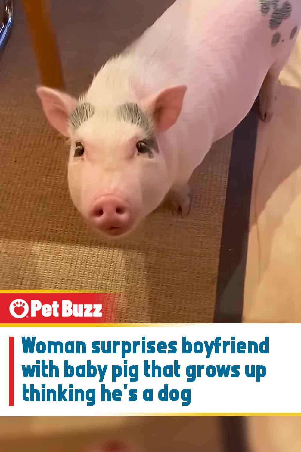 Woman surprises boyfriend with baby pig that grows up thinking he\'s a dog