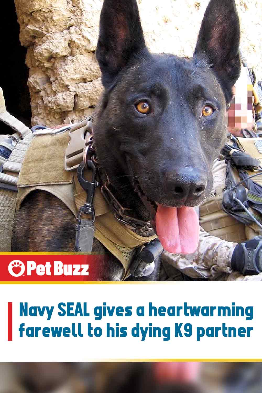 Navy SEAL gives a heartwarming farewell to his dying K9 partner
