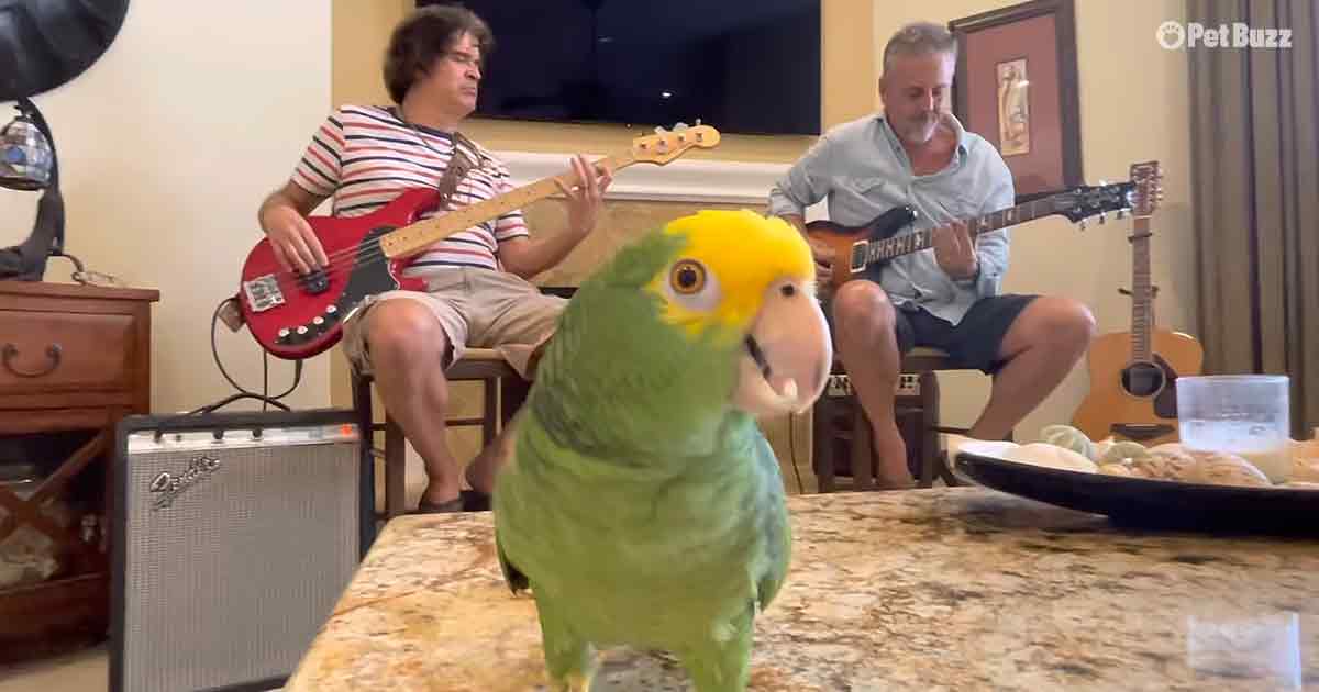 Parrot singing