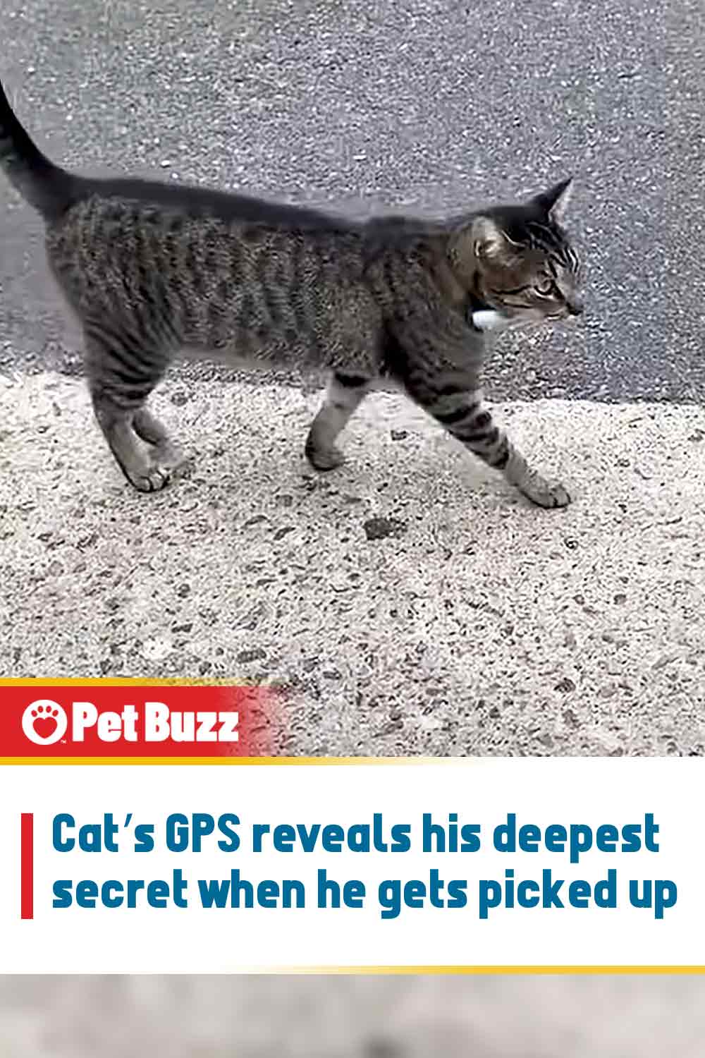 Cat’s GPS reveals his deepest secret when he gets picked up