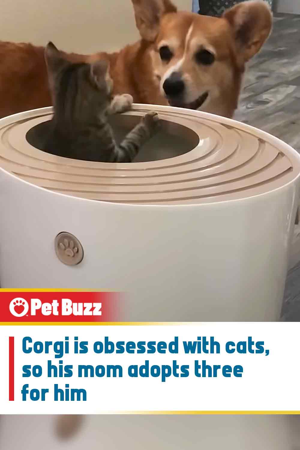 Corgi is obsessed with cats, so his mom adopts three for him