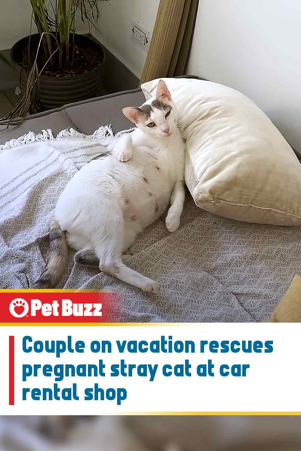 Couple on vacation rescues pregnant stray cat at car rental shop
