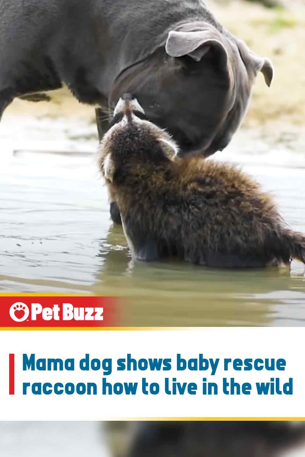 Mama dog shows baby rescue raccoon how to live in the wild