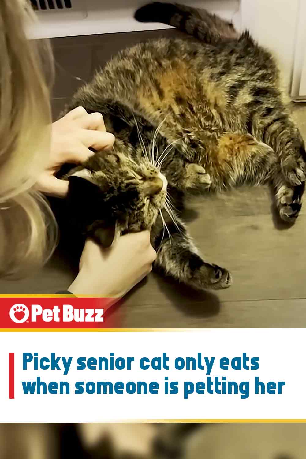 Picky senior cat only eats when someone is petting her
