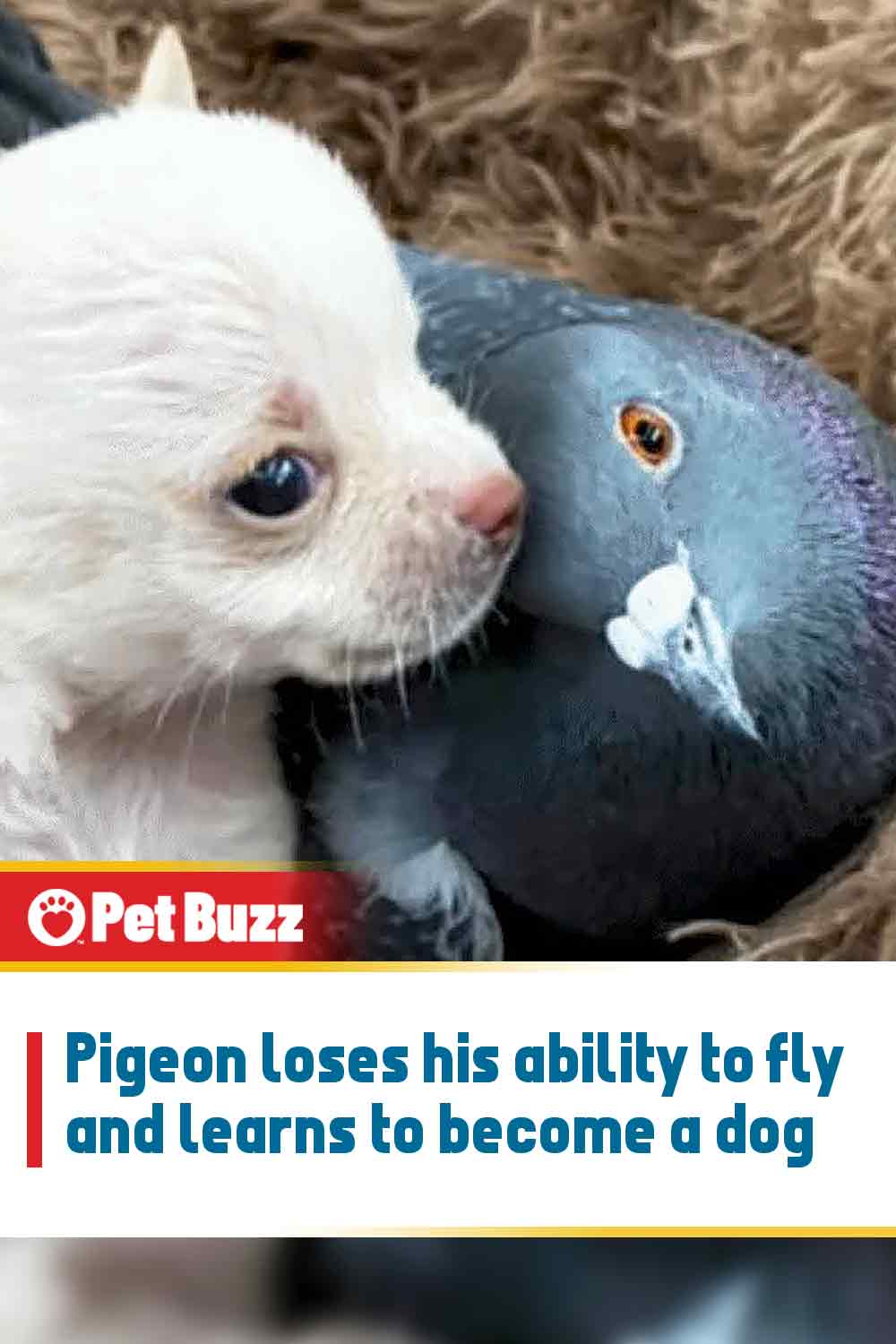 Pigeon loses his ability to fly and learns to become a dog