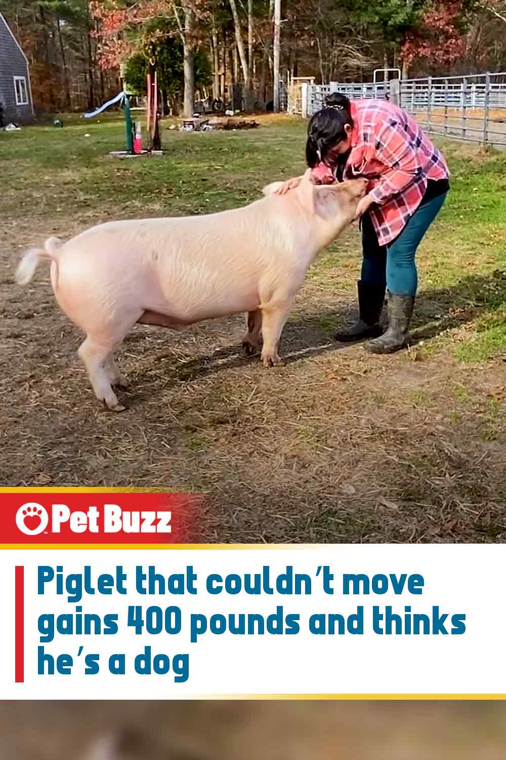Piglet that couldn’t move gains 400 pounds and thinks he’s a dog