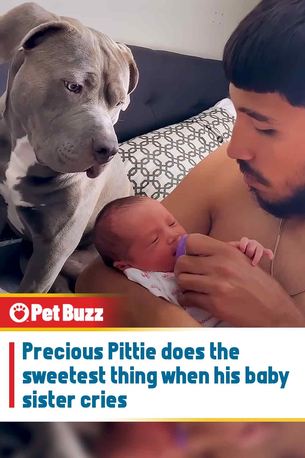 Precious Pittie does the sweetest thing when his baby sister cries