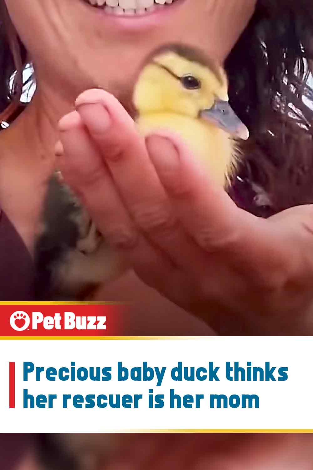 Precious baby duck thinks her rescuer is her mom