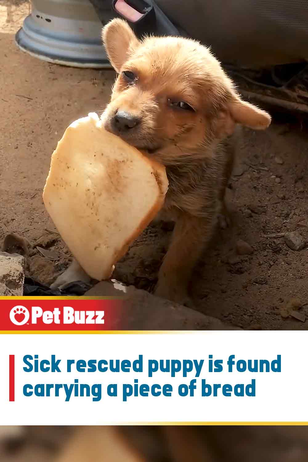 Sick rescued puppy is found carrying a piece of bread