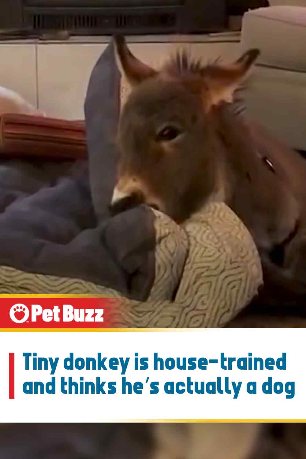 Tiny donkey is house-trained and thinks he’s actually a dog