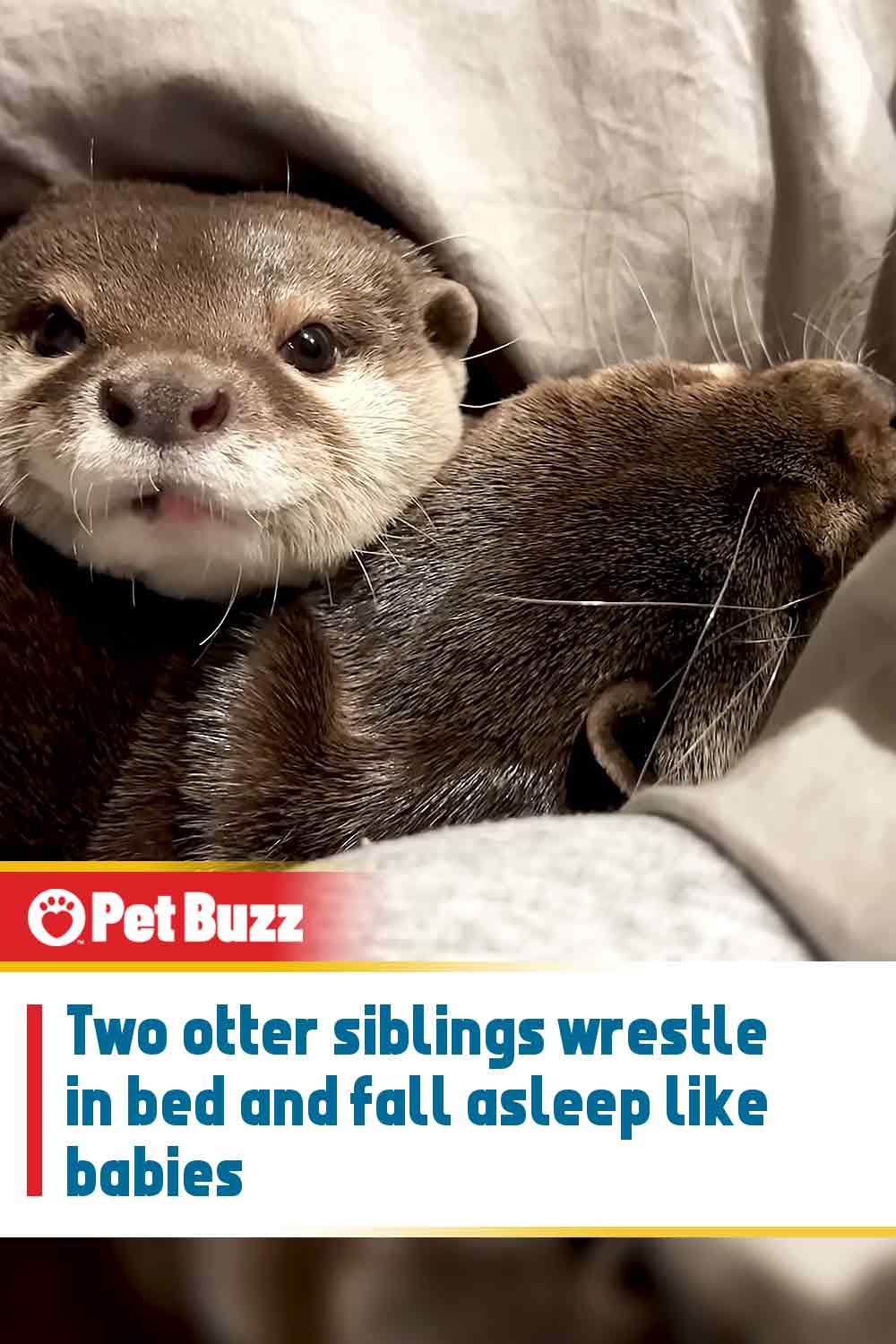 Two otter siblings wrestle in bed and fall asleep like babies